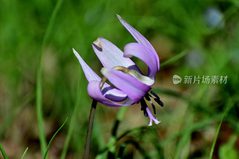 日本赤草/亚洲小鹿百合/狗牙紫罗兰:迷人的多年生花朵，优雅，下垂，淡紫色，每茎一朵